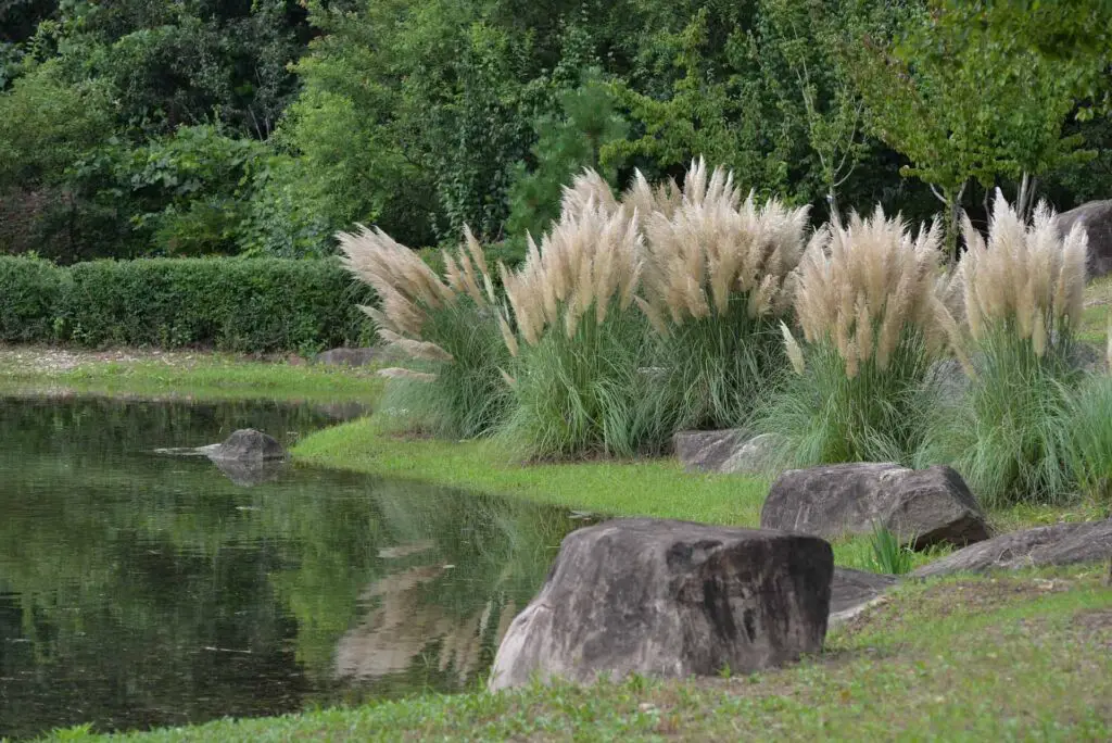 pampas grass