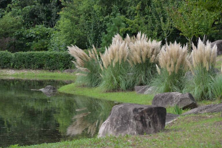 How To Prune Pampas Grass The Perfect Solution Gardening News, Tips