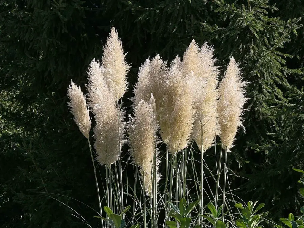 pampas grass