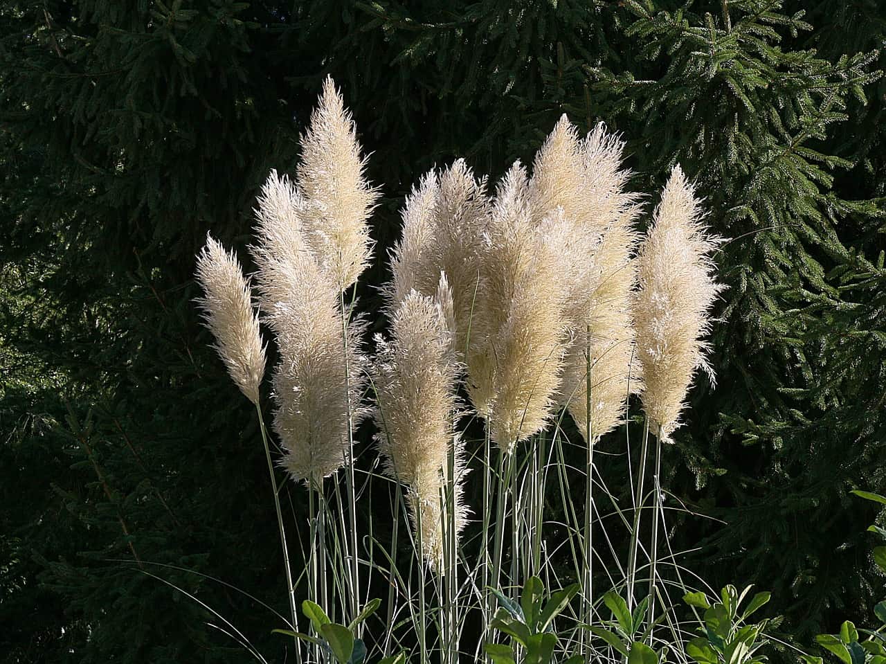 How To Prune Pampas Grass : The Perfect Solution - Gardening News, Tips ...