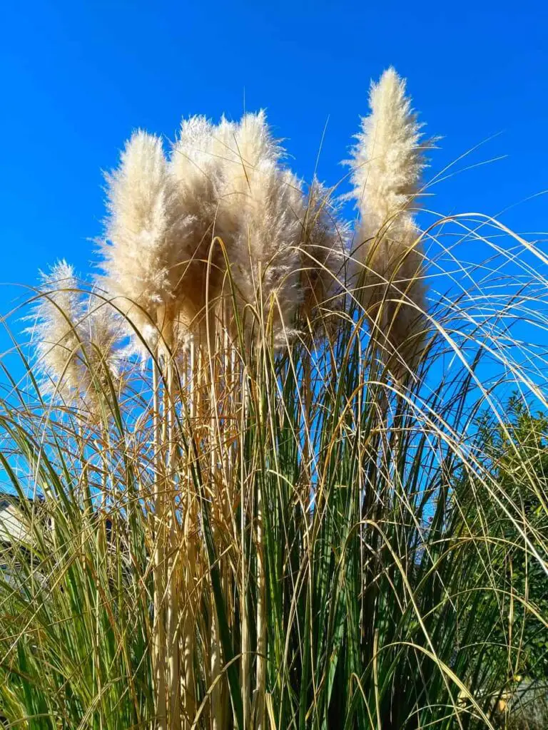 how to prune pampas grass