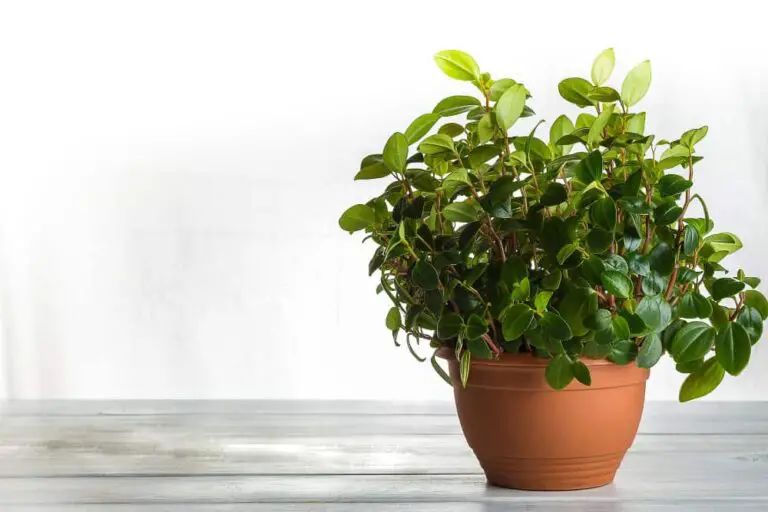How to Propagate Peperomia Hope – A Complete Guide for Beginners