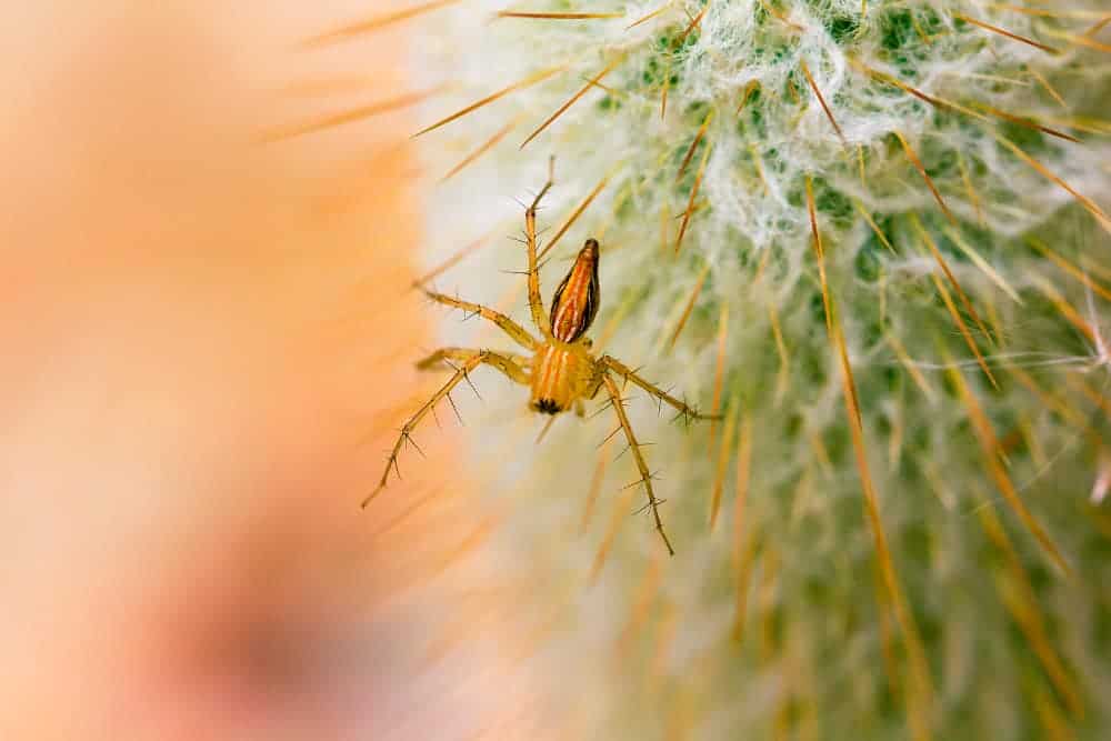 Spider Mites During Flowering