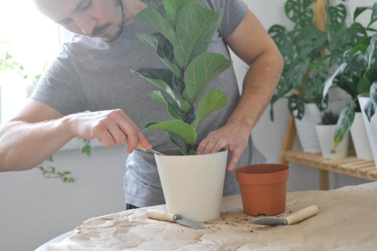 How to revive a fiddle leaf fig: The ultimate guide