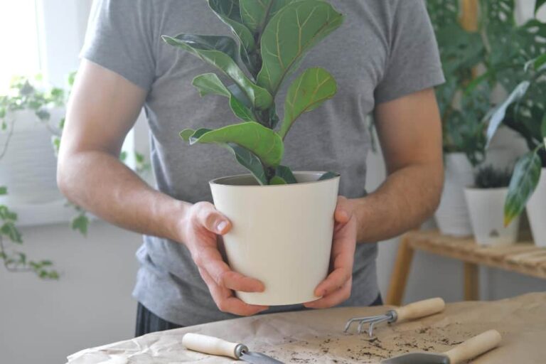 How to Propagate Fiddle Leaf Fig Tree – The Easiest Method