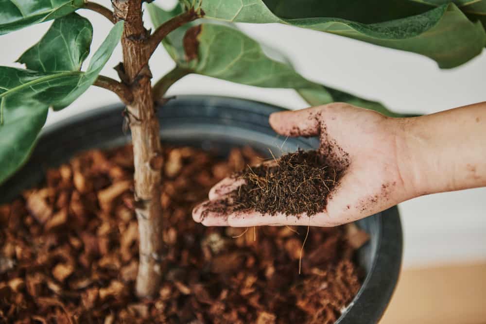 How to revive a fiddle leaf fig