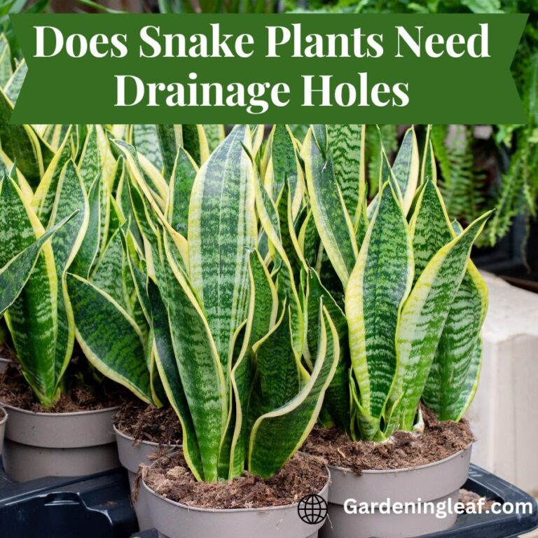 Does Snake Plants Need Drainage Holes