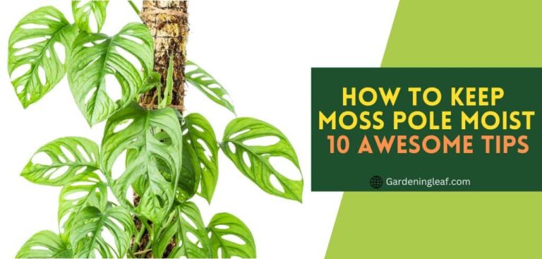 How to Keep Moss Pole Moist: 10 Awesome Tips