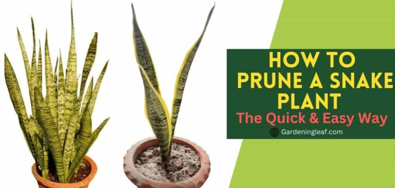 How to Prune a Snake Plant – The Quick & Easy Way