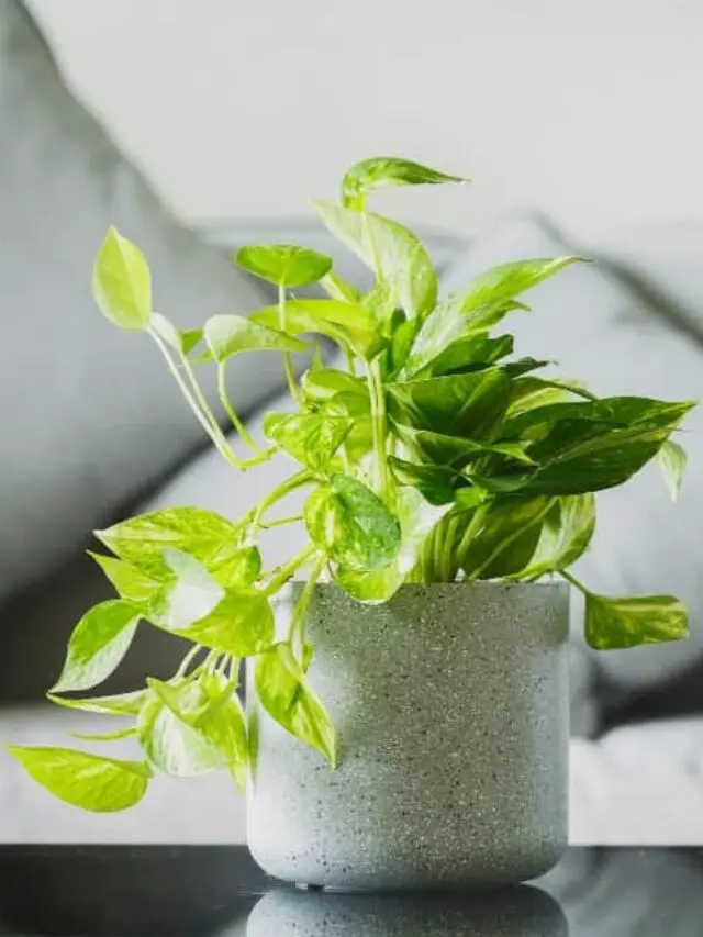 Unlock the Secrets of Pothos: Learn How to Train Your Plant to Climb Like a Pro