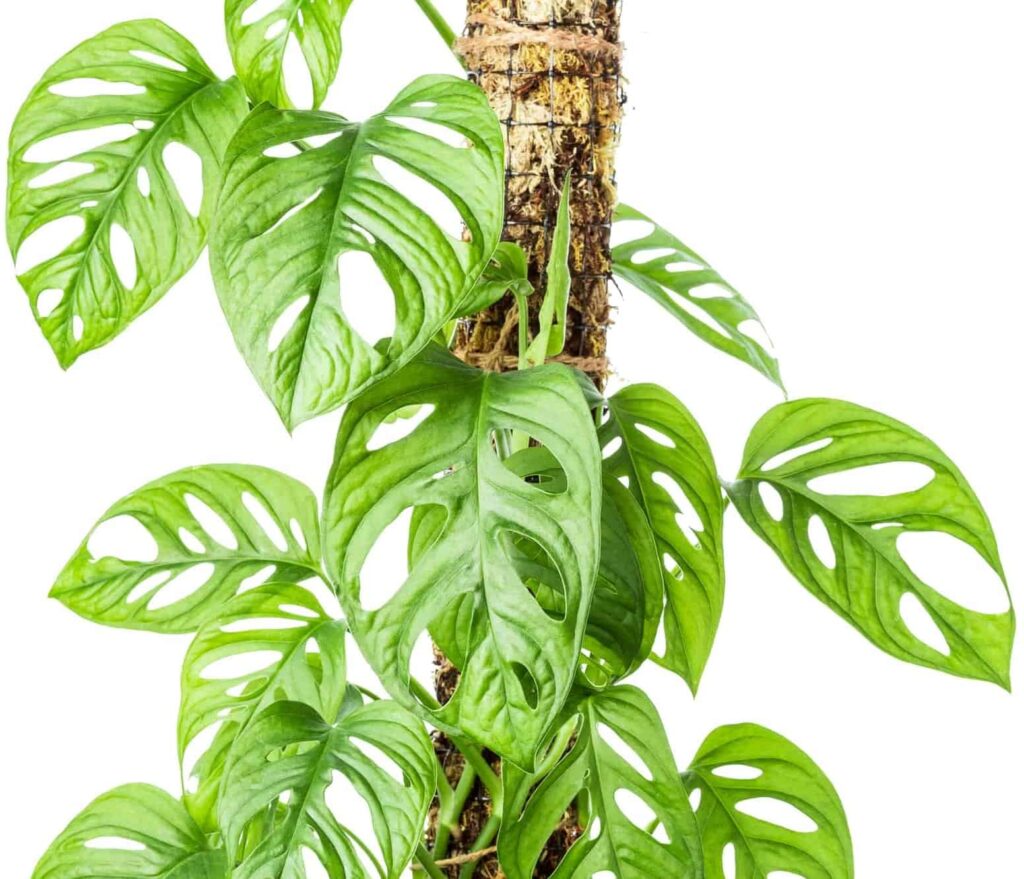 Looking for the best moss pole for your monstera? Our comprehensive guide will help you choose the perfect moss pole to support your plant's growth and style.