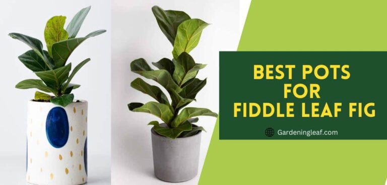 10 Best Pots For Fiddle Leaf Fig