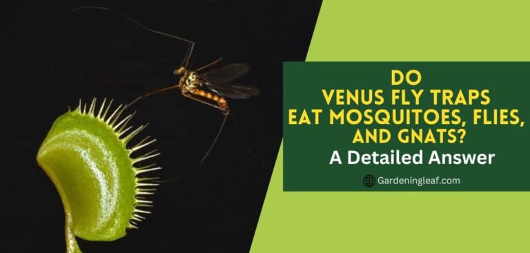 Do Venus fly traps eat mosquitoes, Flies, And Gnats? – A Detailed Answer