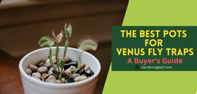 The Best pots for venus fly traps: A buyer’s guide
