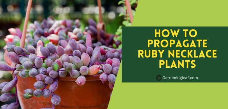 How to Propagate Ruby Necklace Plants | The Easy Way