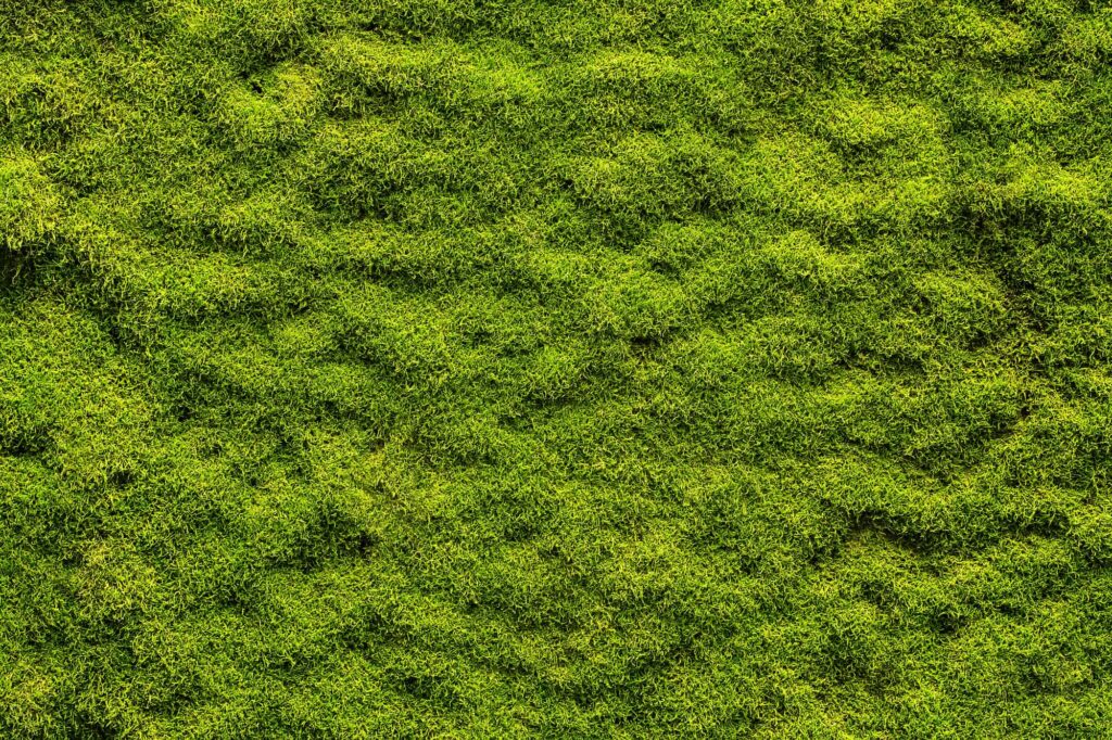 moss lawn pros and cons