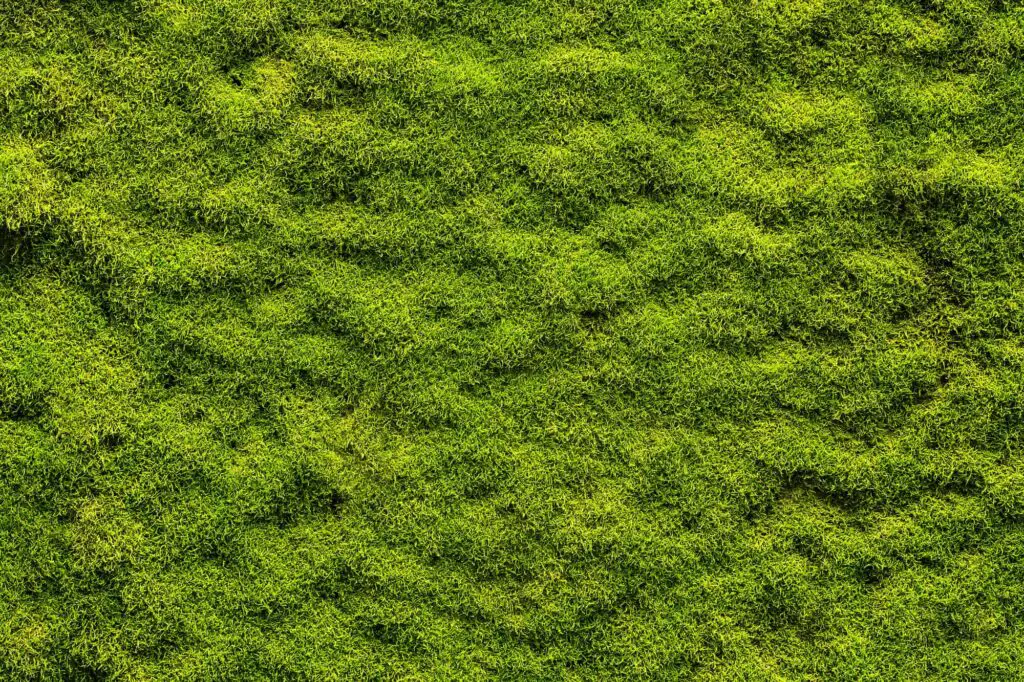 Moss Lawn Pros And Cons- Professional Conclusion