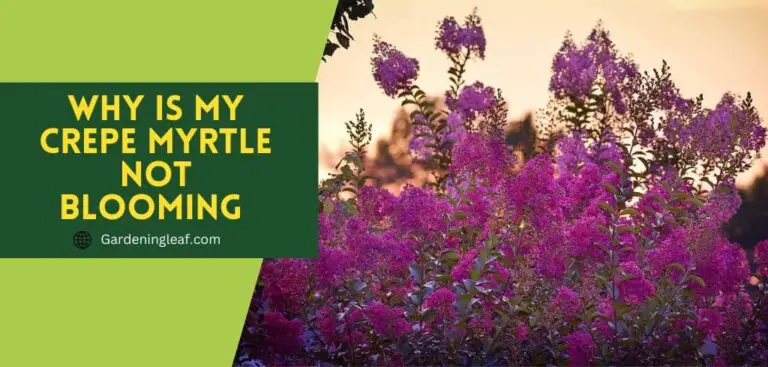 Why is my crepe myrtle not blooming – Easy Solution
