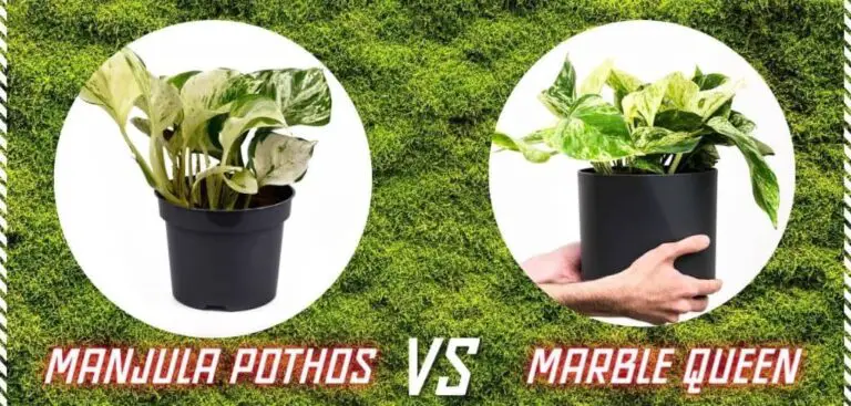 Manjula Pothos vs Marble Queen: Which One is Best for You?