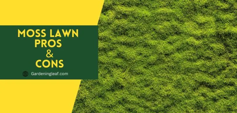 Moss Lawn Pros and Cons- Professional Conclusion