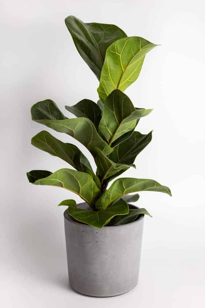 Best Pots For Fiddle Leaf Fig