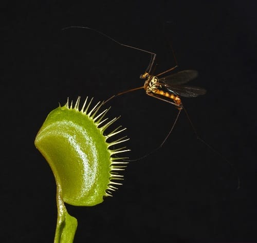 Do Venus fly traps eat mosquitoes