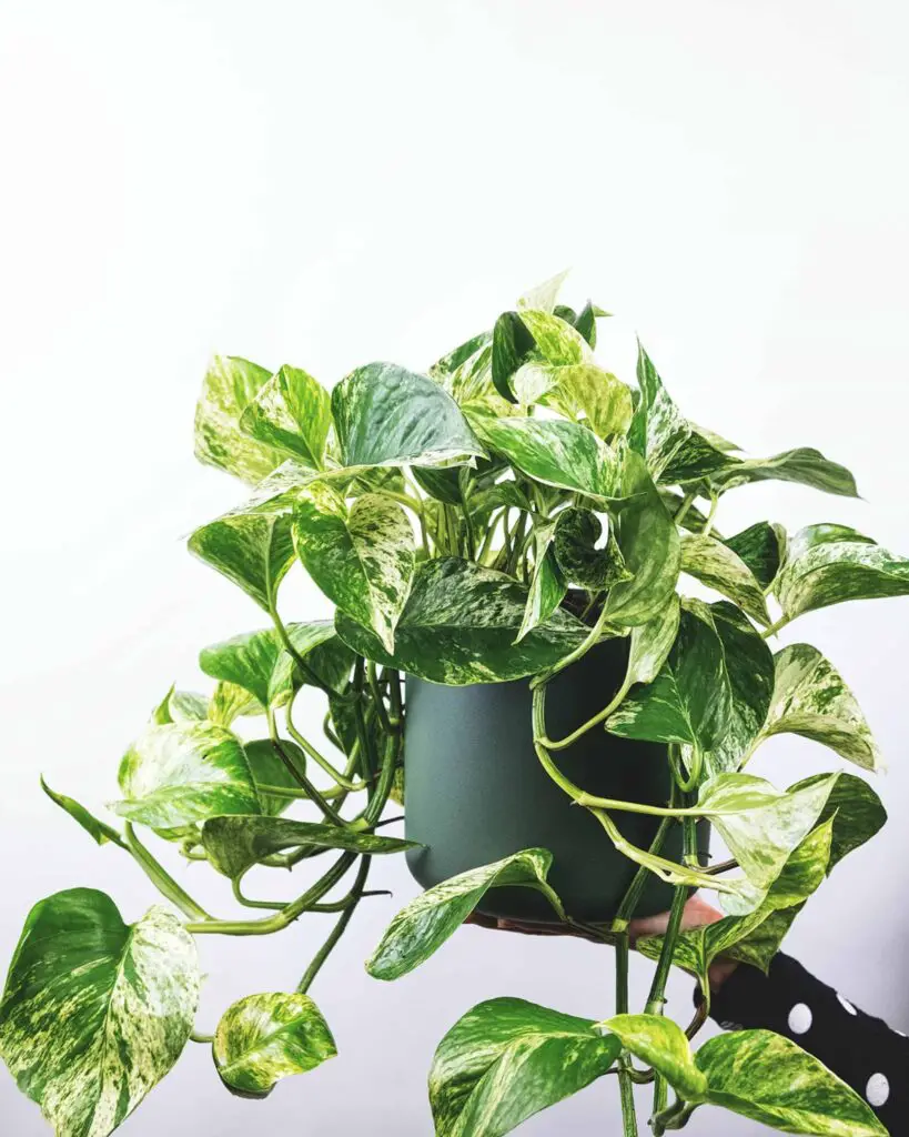 manjula pothos vs marble queen