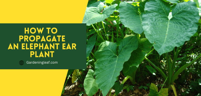 How To Propagate an Elephant Ear Plant : A Step-by-Step Guide
