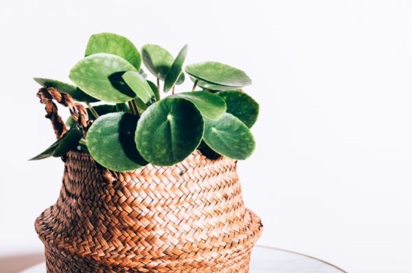 Chinese Money Plant in handcraft bucket