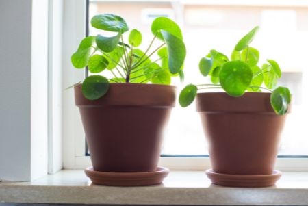  Chinese Money Plant in two pot