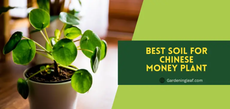 Best Soil for Chinese Money Plant – What Kind Do You Need?