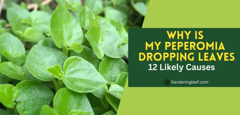Why is My Peperomia Dropping Leaves: 12 Likely Causes