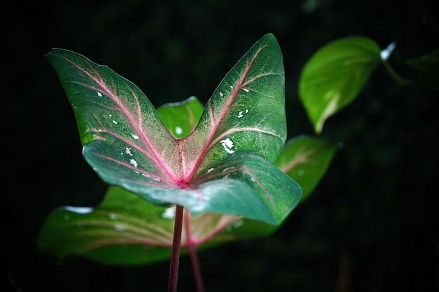 How to Propagate an Elephant Ear Plant