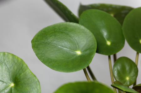  Chinese Money Plant leaf