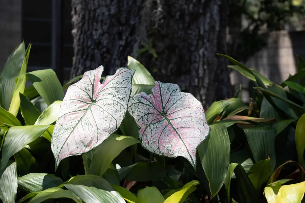 Elephant Ear Plant