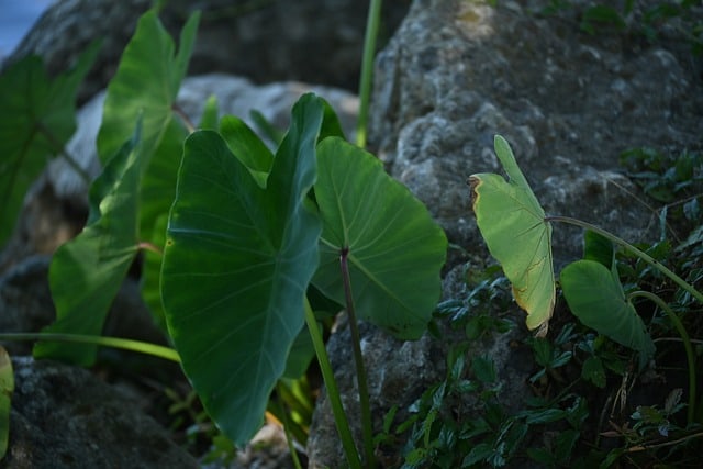 Best time to Propagate Elephant Ears