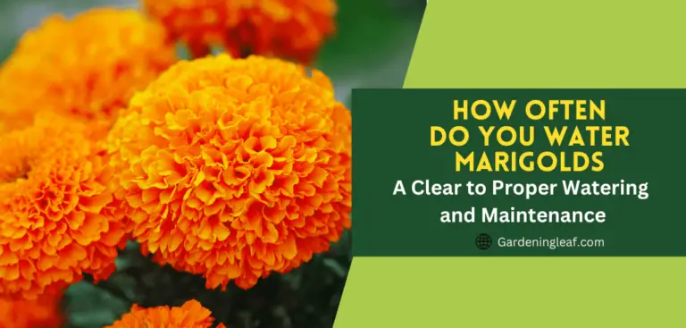 How often do you water marigolds : A Clear to Proper Watering and Maintenance