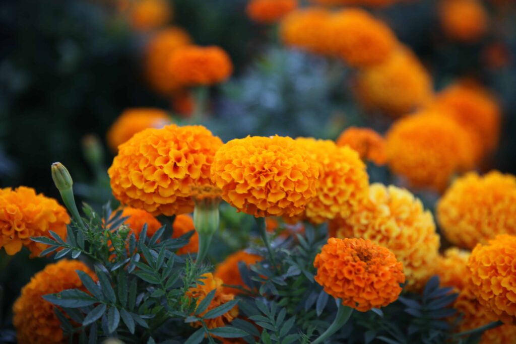 How often do you water marigolds