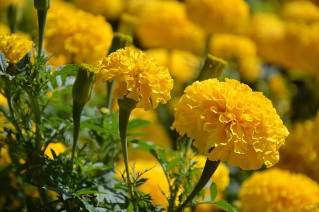 How often do you water marigolds plant