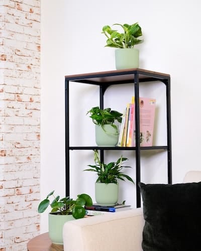 For peperomia to stay healthy, indirect light  required.