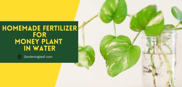 8 Best homemade fertilizer for money plant in water