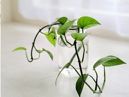homemade fertilizer for money plant in water