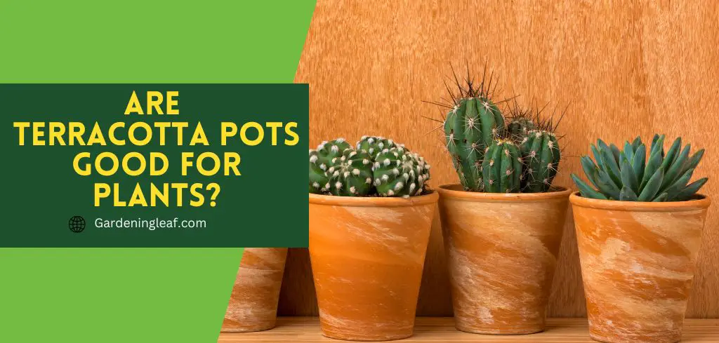 Are Terracotta Pots Good For Plants Unveiling The Secret   Are Terracotta Pots Good For Plants 