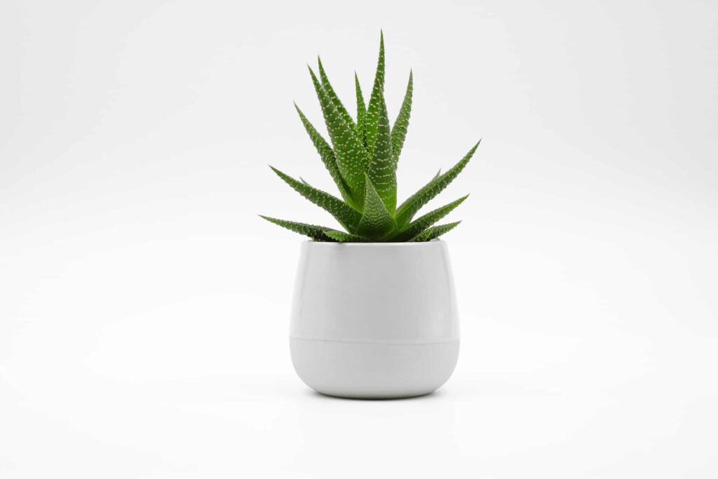 Are Ceramic Pots Good for Plants