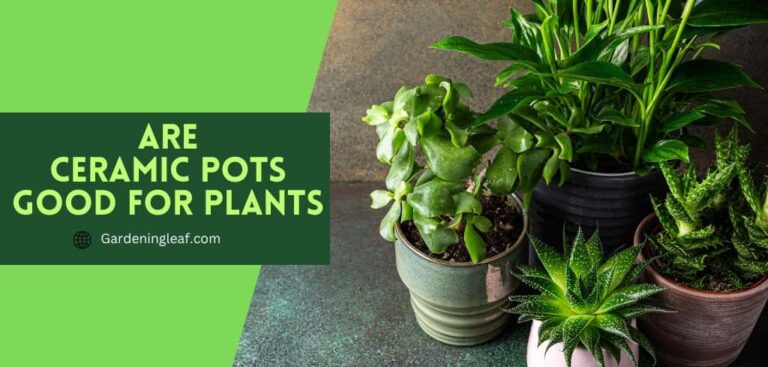 Unleash the Power of Ceramic Pots: Elevate Your Plants to New Heights!