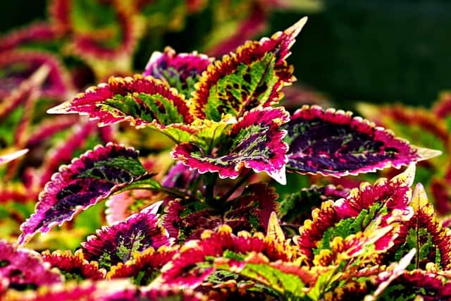 Coleus