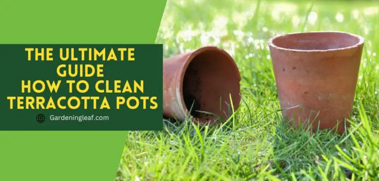 The Ultimate Guide How to Clean Terracotta Pots: Tips and Tricks