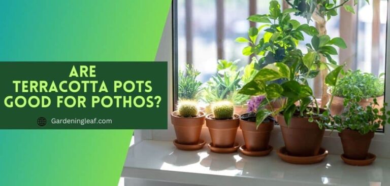 Are terracotta pots good for pothos? Unlocks Your Plant’s Potential