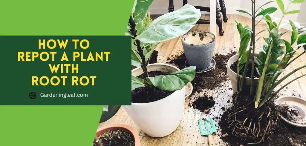 How To Repot Plant With Root Rot