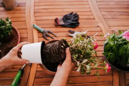 How to Repot a Plant